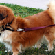 Illustration for article titled Corgi Hybrids Are The New Definition Of Cute